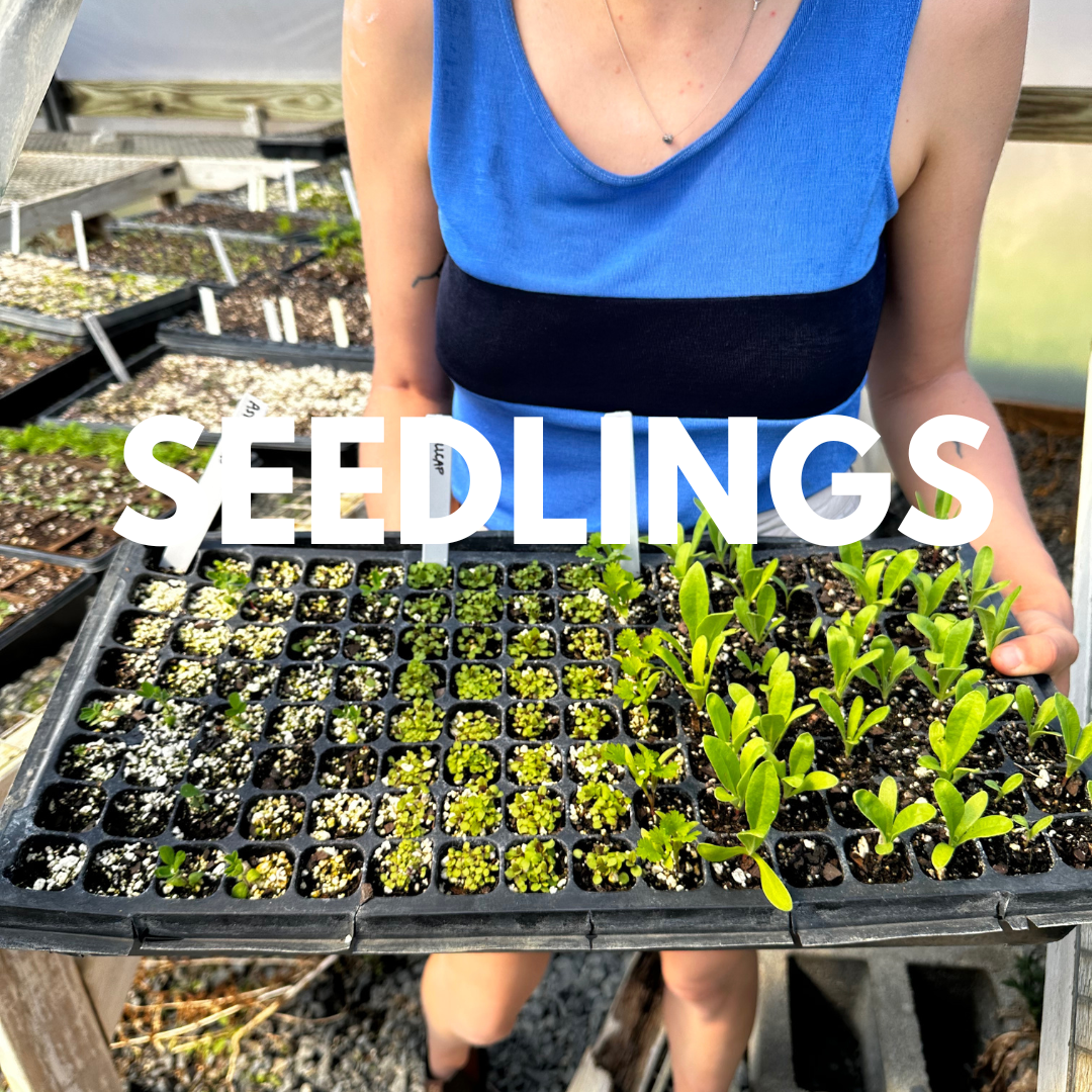 Seedlings