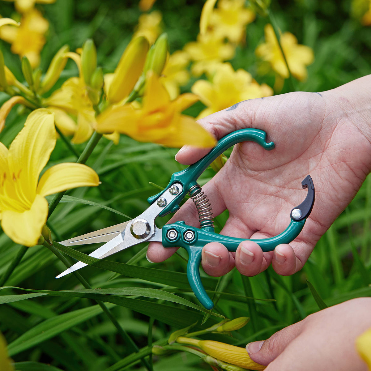 Garden Shears : Ocean