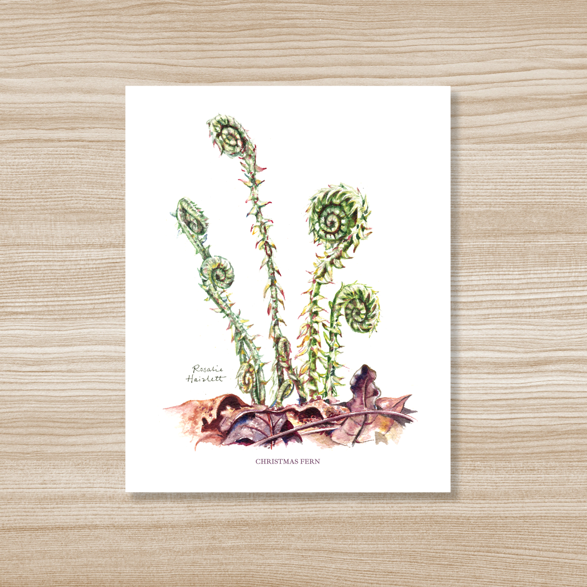 Fiddlehead Ferns - Watercolor Art Print