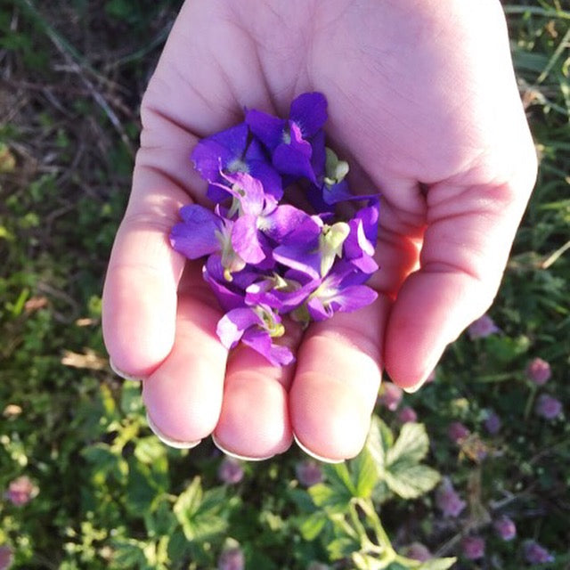 2025 Wild &amp; Weedy: Plant ID &amp; Nature Walk