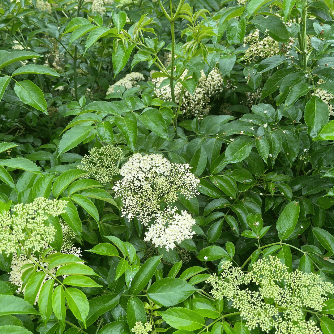 2025 Wild &amp; Weedy: Plant ID &amp; Nature Walk