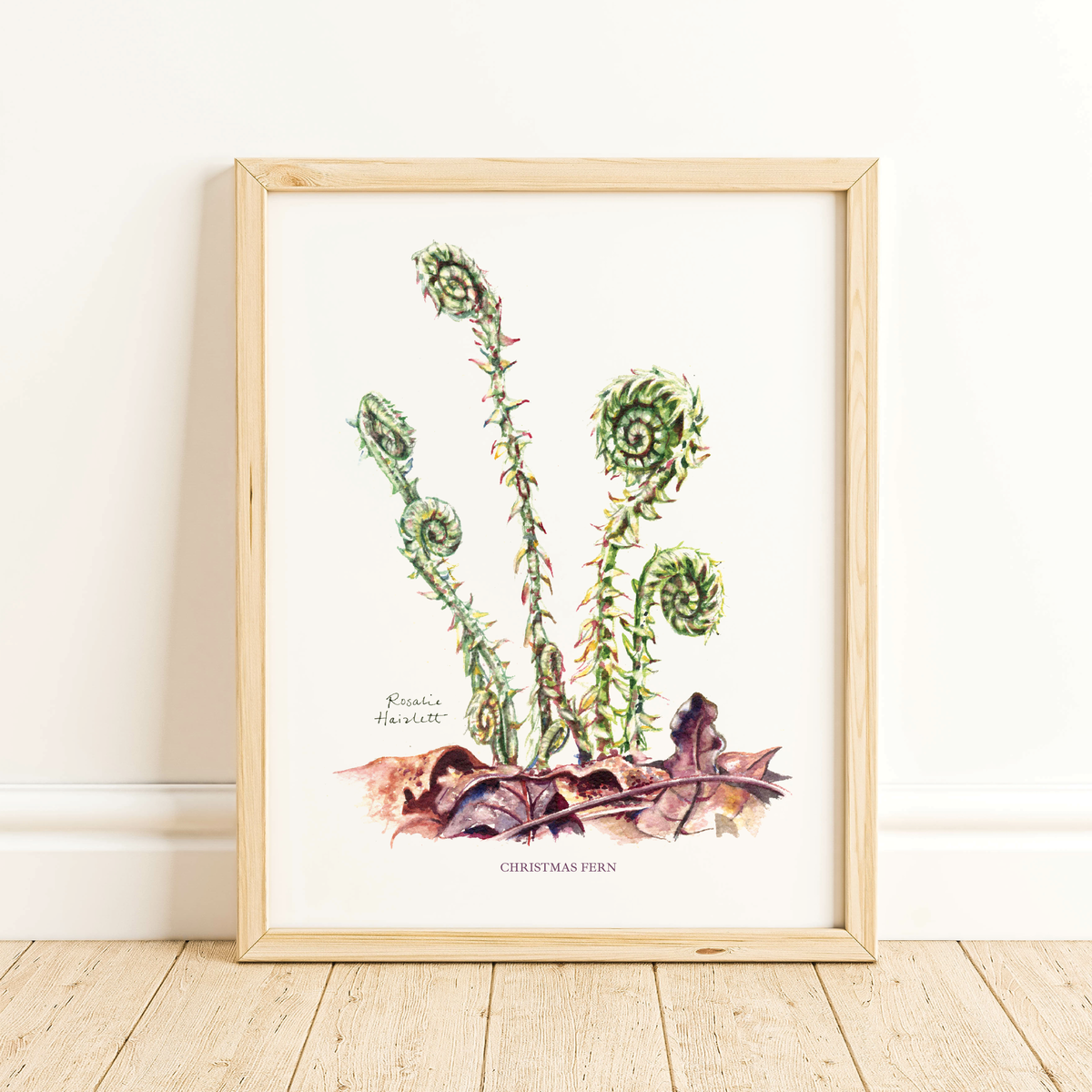 Fiddlehead Ferns - Watercolor Art Print