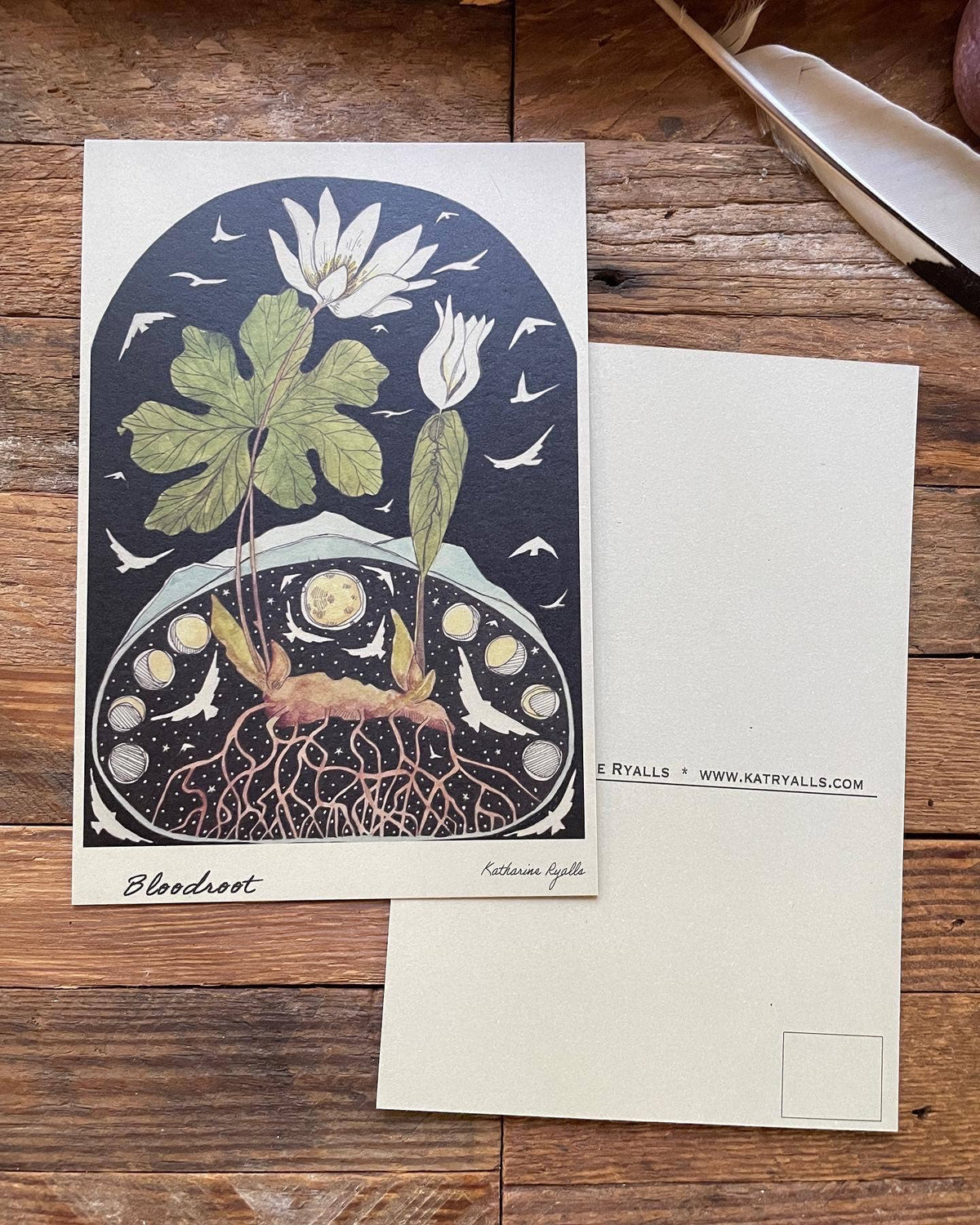 Bloodroot Post Card