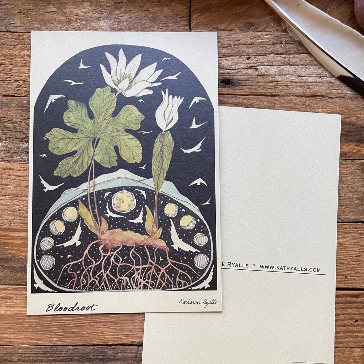 Bloodroot Postcard