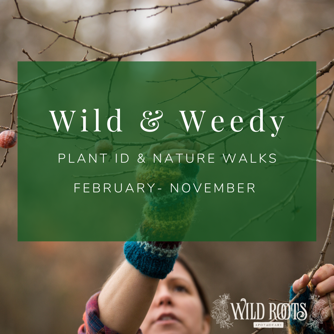 2025 Wild &amp; Weedy: Plant ID &amp; Nature Walk