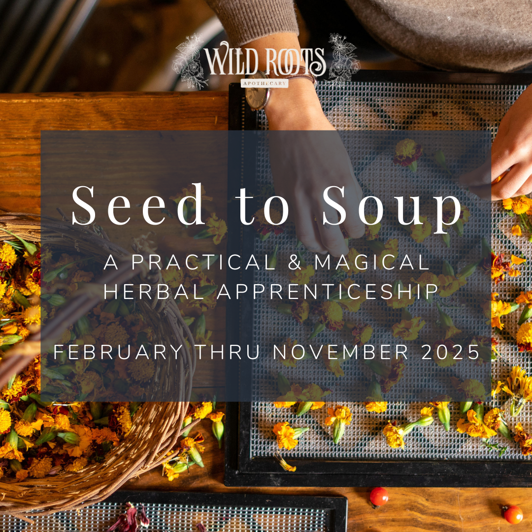 Seed to Soup: A Practical and Magical Herbal Apprenticeship -  February 2025