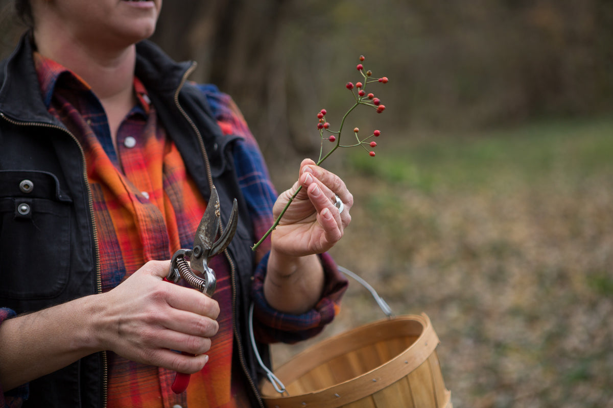 2025 Wild &amp; Weedy: Plant ID &amp; Nature Walk