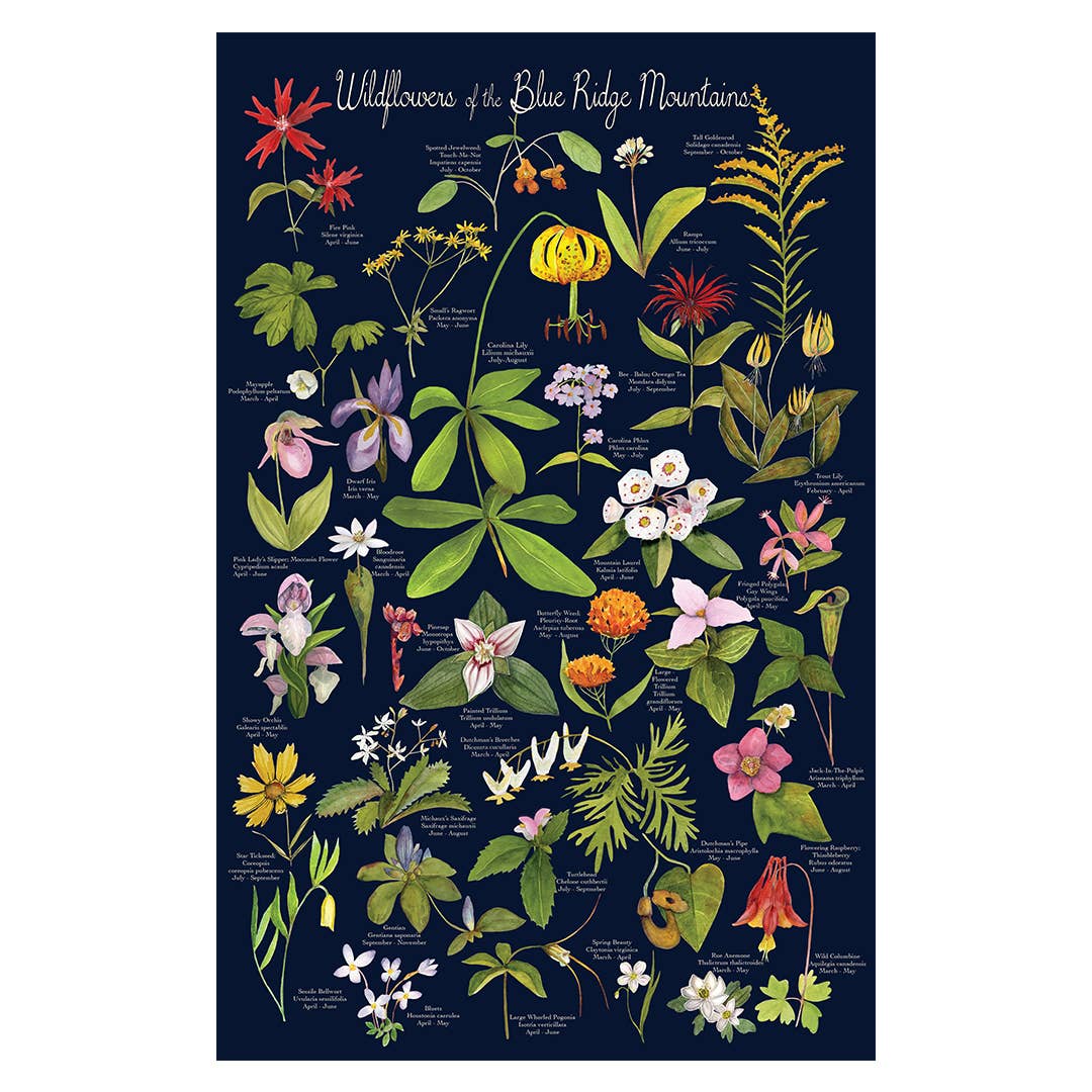 Wildflowers of the Blue Ridge Mountains Poster (19&quot; x 12&quot;)