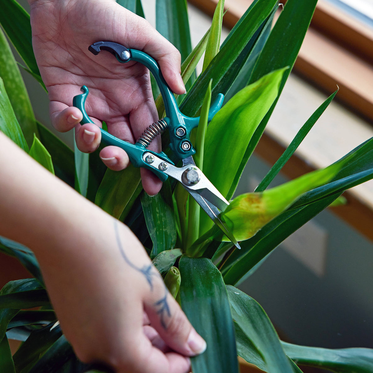 Garden Shears : Lavender