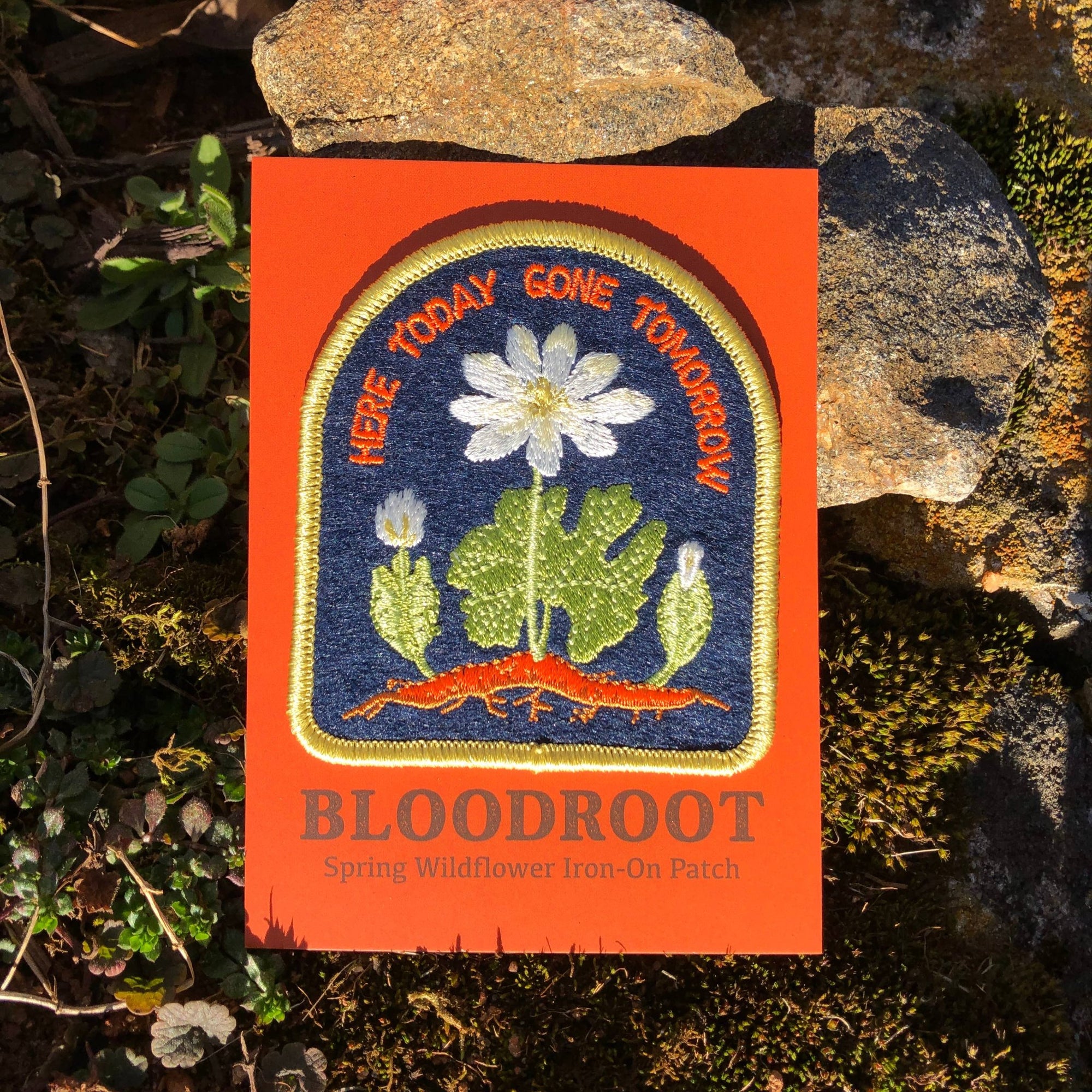 Bloodroot Patch